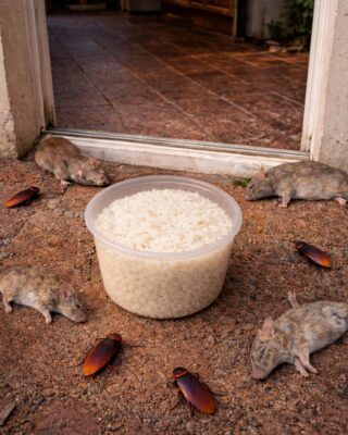 Deter Rats and Cockroaches Naturally Using Bay Leaves