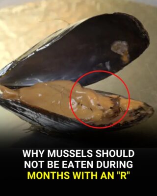Why Mussels Shouldn’t Be Eaten In Months With An “R”