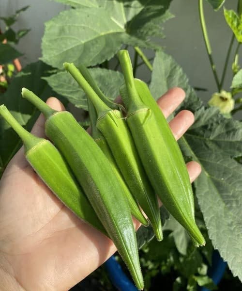 Doctors reveal that eating okra causes …