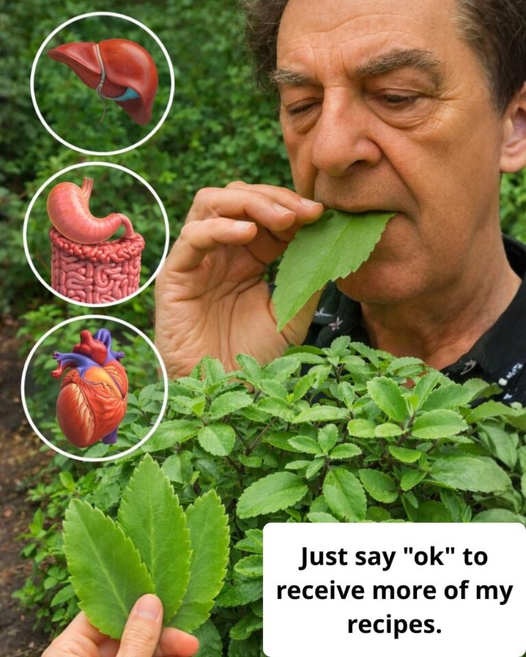 Folha-da-Vida (Kalanchoe): The Garden Plant Many People Have—but Few Know How to Use