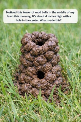 Noticed this tower of mud balls in the middle of my lawn this morning. It’s about 4 inches high with a hole in the center. What made this?