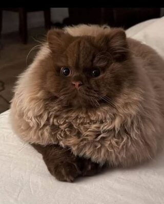 Vintage old lady name for this cat please
