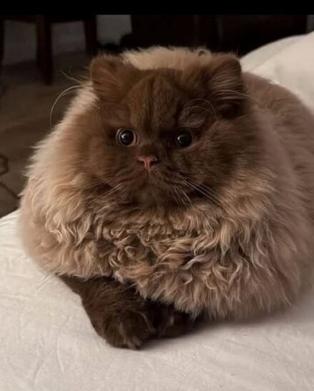 Vintage old lady name for this cat please