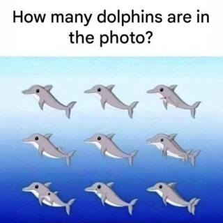 How many dolphins can you spot in the photo?