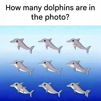 How many dolphins can you spot in the photo?