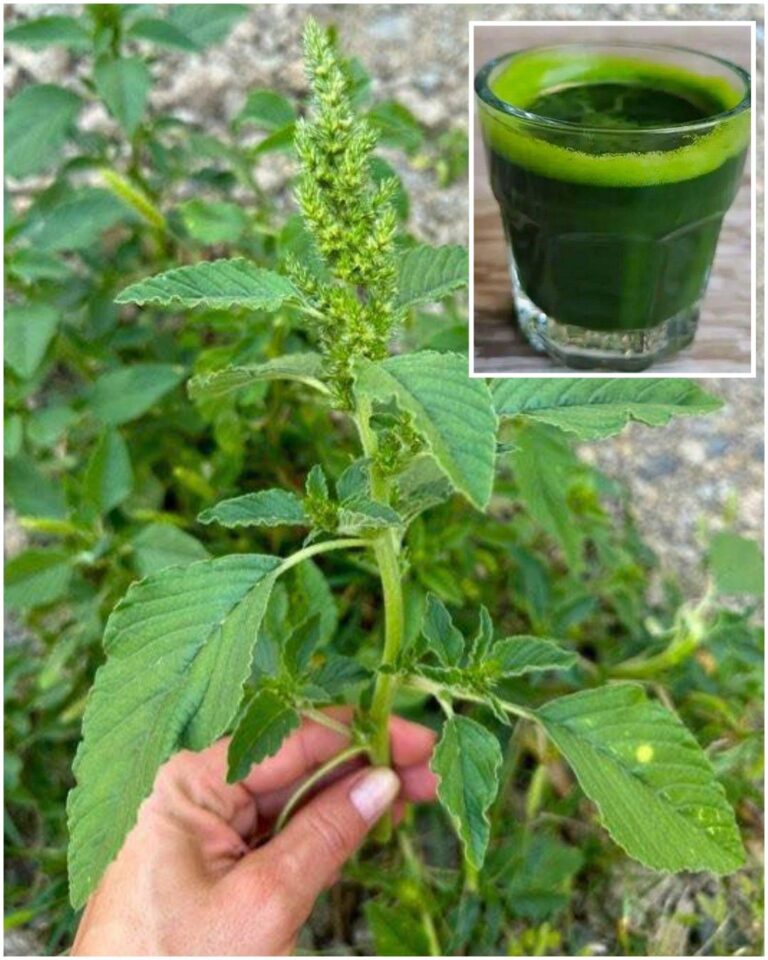 The Hidden Gem in Your Garden: Discover the Health Benefits of Pigweed    Pigweed, often considered a common weed in gardens and fields, is an underrated powerhouse of nutrition and health benefits. Belonging to the Amaranthus genus, pigweed is a versatile plant with a rich history of use in various cultures around the world. Despite its reputation as an unwelcome guest in cultivated gardens, pigweed offers a myriad of health benefits that make it worthy of a place in your diet. This article will explore the top ten health benefits of pigweed, how you can incorporate it into your meals, and essential precautions to consider.  Pigweed is a resilient plant known for its adaptability and rapid growth. It thrives in a variety of environments, often to the dismay of gardeners. However, what many people overlook is the significant nutritional and medicinal value pigweed holds. With its high content of vitamins, minerals, antioxidants, and protein, pigweed can be a valuable addition to your diet. Let’s delve into the top ten health benefits of this remarkable plant and how you can make the most of it in your culinary adventures.  Top 10 Health Benefits of Pigweed  1. Bone Health Pigweed is rich in calcium, which is crucial for maintaining strong bones and preventing osteoporosis. Incorporating pigweed into your diet can help support bone density and overall skeletal health.