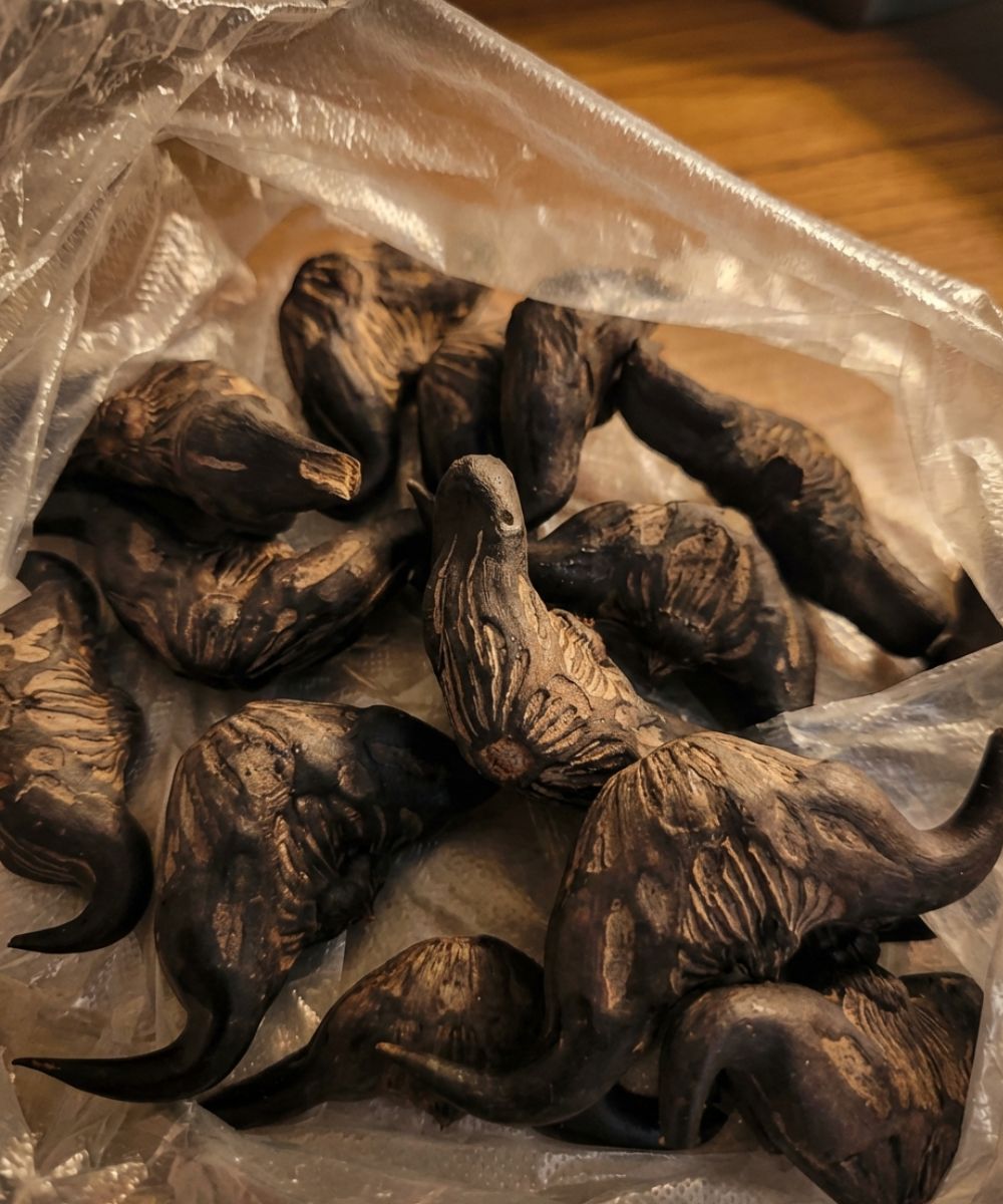 5 Signs You Should NOT Eat This Wild Forest Root