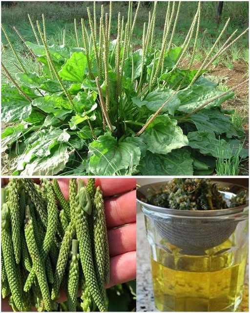 Broadleaf Plantain: Nature’s Healing Herb Uncovered