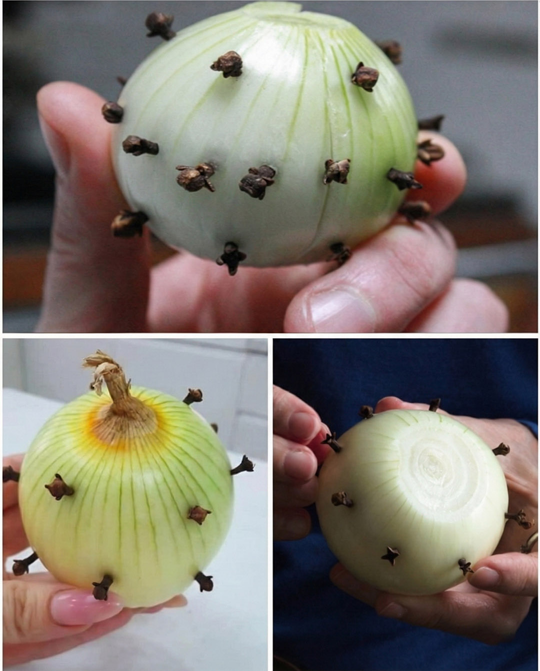 Why does this duo work so well? This marriage is not a coincidence.  Onions naturally contain aromatic compounds that are gradually released when cooked. It provides a round and slightly sweet base.  Cloves, on the other hand, are rich in eugenol, the molecule responsible for their intense and spicy fragrance. Very concentrated, he could quickly become dominant. Inserted into the onion, it diffuses more gently.  The result: a controlled balance, neither too strong nor too discreet.  A natural air freshener for the home What is less well known is that this trick goes beyond the culinary context.  In the past, in some country homes, an onion with cloves was placed in the kitchen or pantry to reduce lingering odours.