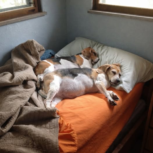 Someone commented today that it was disgusting that people let their dog sleep on their bed.
