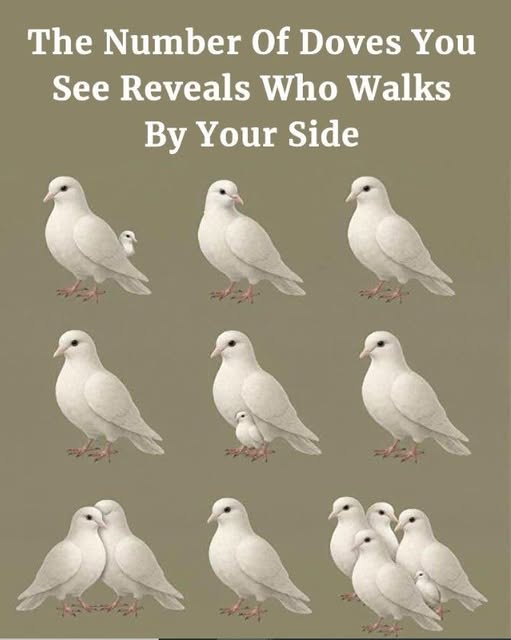 The Number Of Doves You See Reveals Who Walks By Your Side