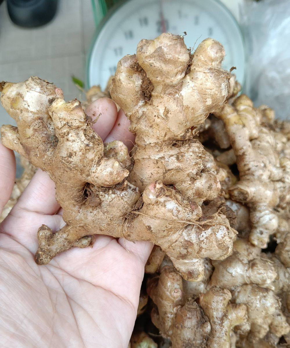 Doctor wa:rns eating ginger causes…