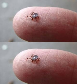 The Tiny Spotted Parasite That Could Change Your Life and the Urgent Steps You Must Take After a Bite
