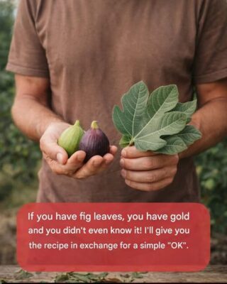 The Power of Fig Leaves: Hidden Benefits in These Leaves