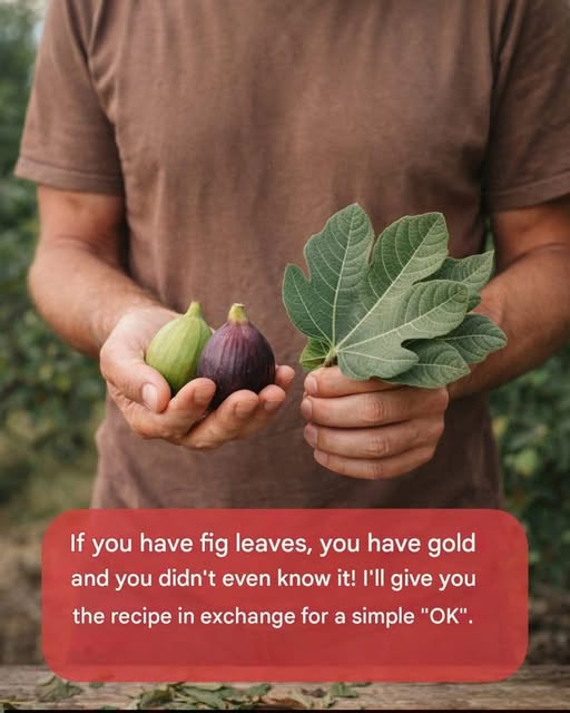 The Power of Fig Leaves: Hidden Benefits in These Leaves