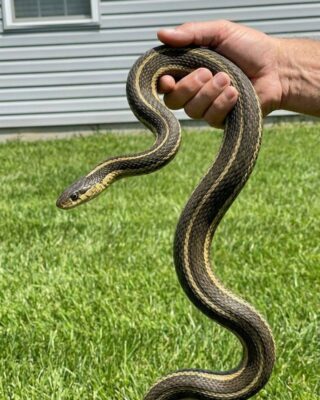 8 Easy Ways To Keep Snakes Away From Your Yard (Humane & Natural)