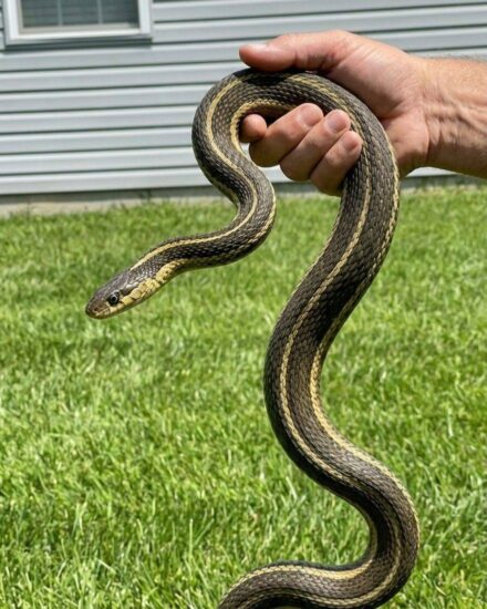 8 Easy Ways To Keep Snakes Away From Your Yard (Humane & Natural)