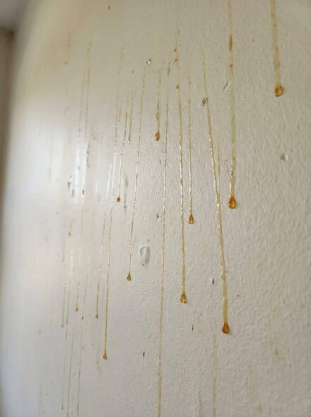 Yellow Drips on Bathroom Walls? Here’s What That Sticky Yellow Stuff Might Be